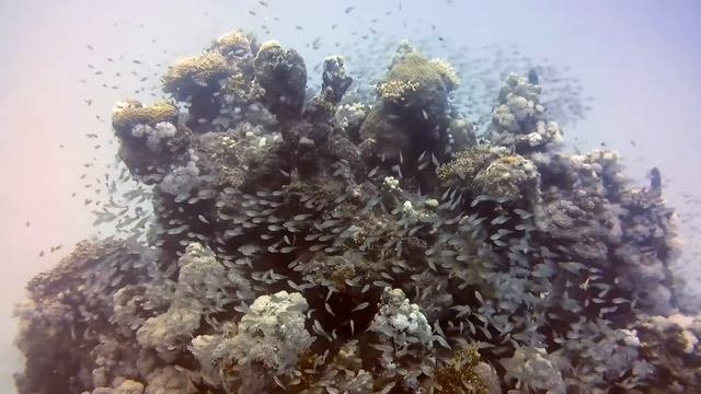Marsa Alam 2019 - Brayka Bay (3)
