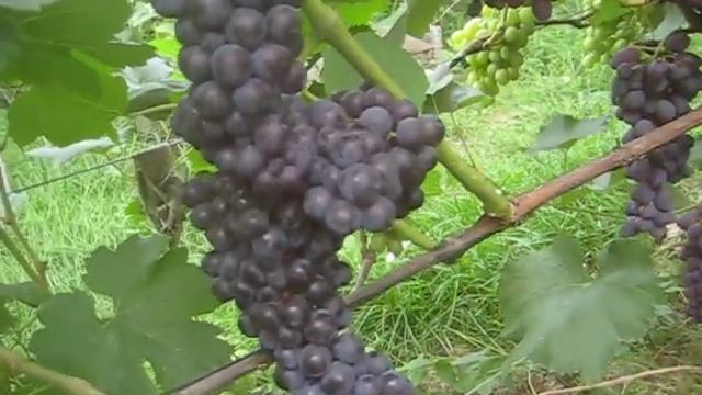 Результат минулорічної прививки винограду