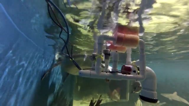Turtles, Sharks and Underwater Robots
