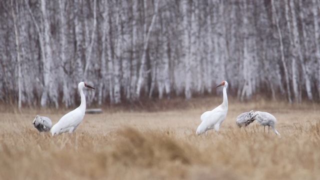 кыталыктар