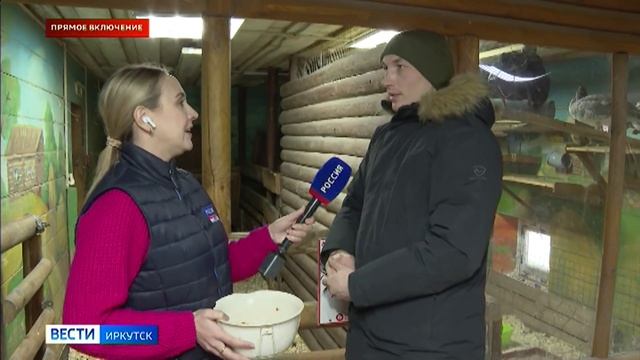 Прямое включение: в Иркутском зоосаде родился ягненок необычной породы