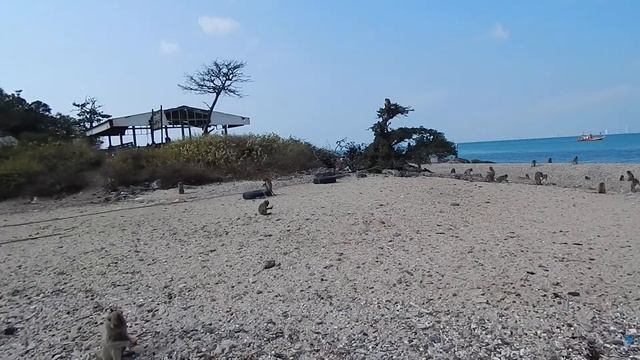 Экскурсия на остров обезьян