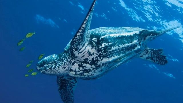 Найшвидші тварини світу  The fastest animals in the world