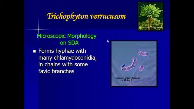 Superficial Mycoses