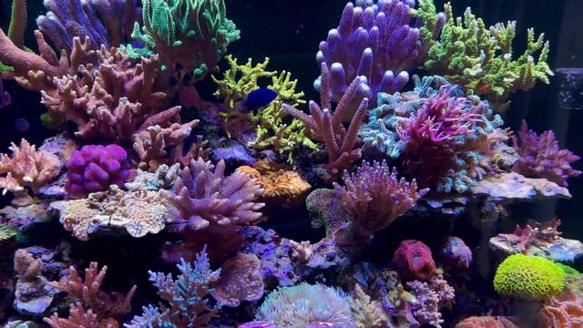 Power your reef tank with your car