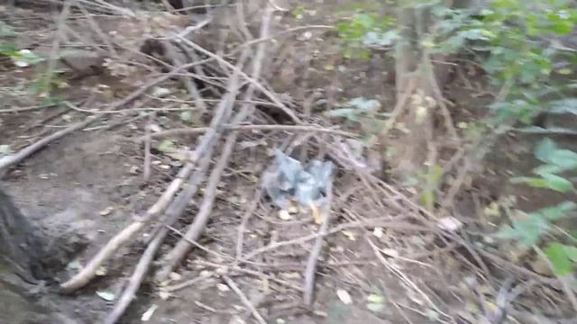 Маленький щенок собрался в космос