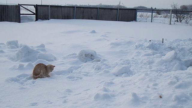 Персик снежки