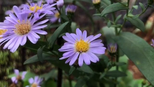 Cosmos flower 😍😍 cosmos garden purple flower 😍😍#cosmos #beautiful #flower