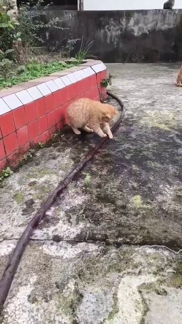 Котик играет.mp4