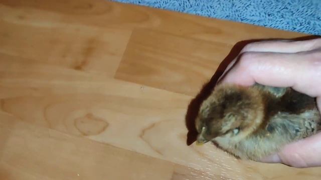 А им всего 12 дней.