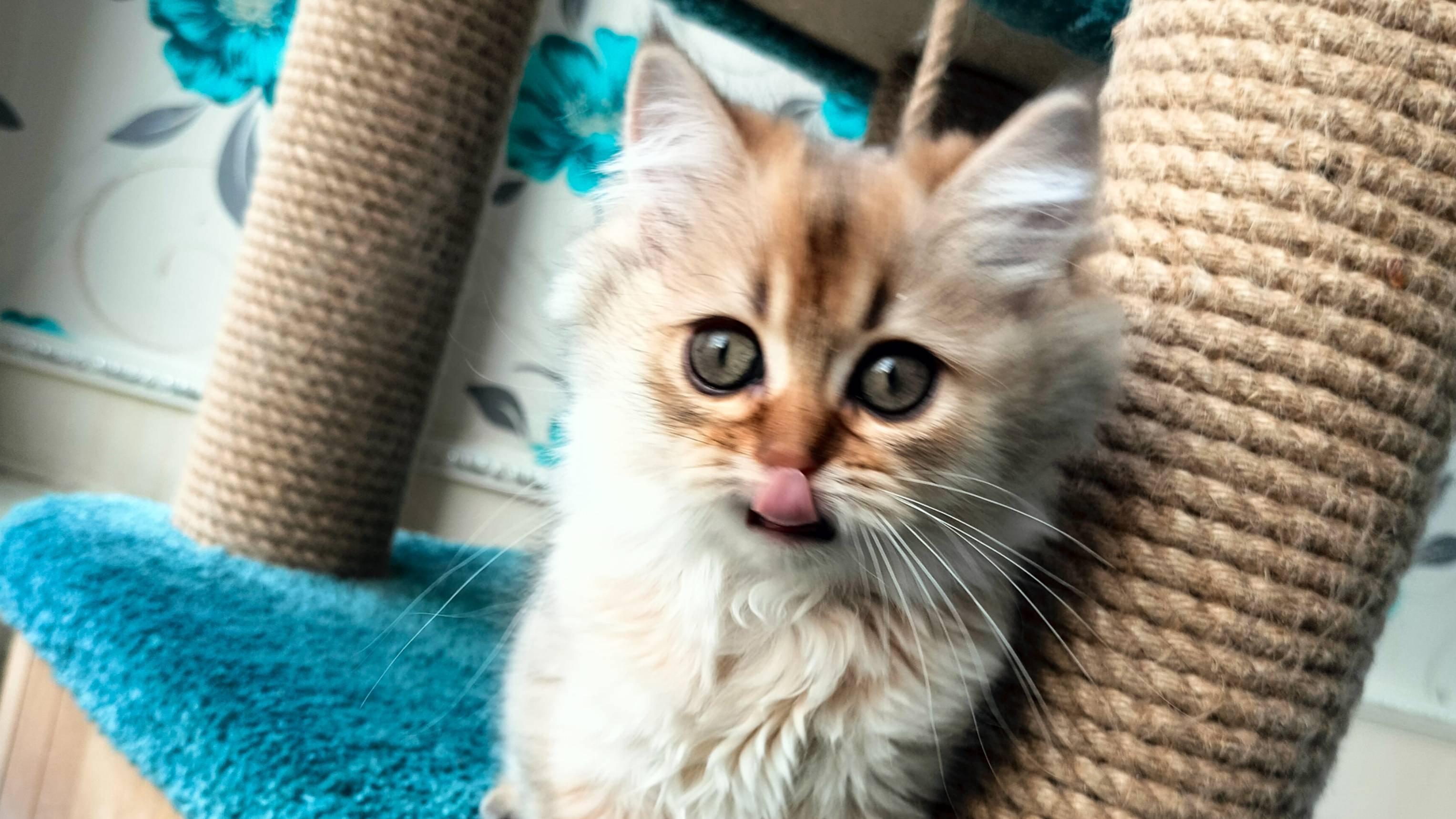Котёнок золотой тикированный