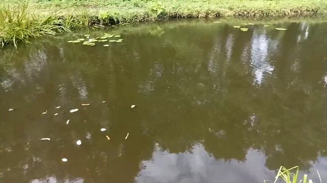 Караси в моем пруду