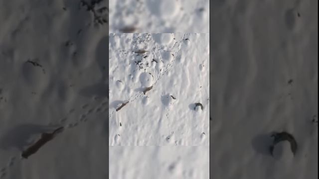 пума в дикой природе #природа #животные