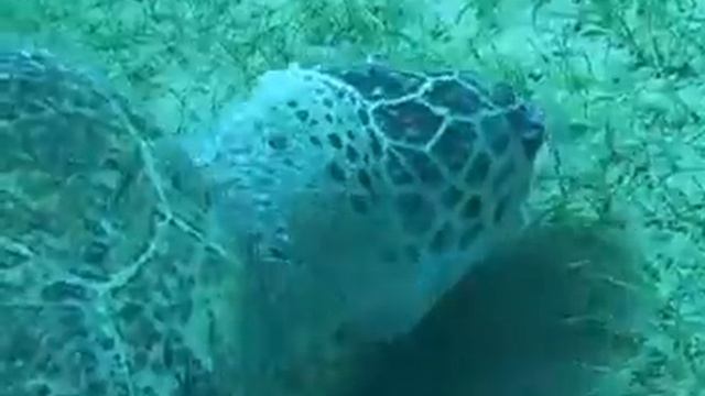 Sea Turtles