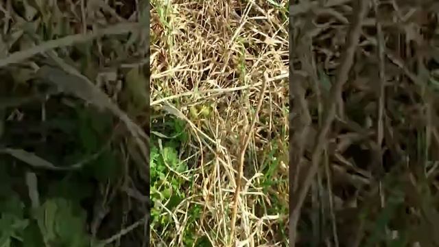 Ловля прытких ящериц