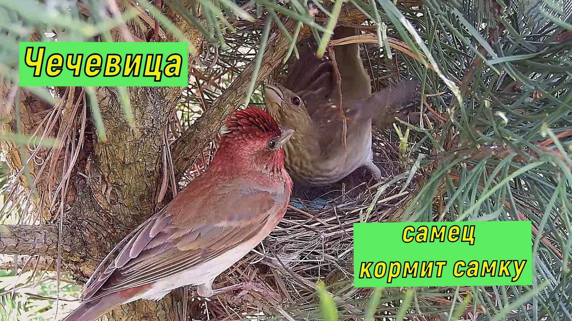 Чечевица. Самец кормит самку. 2019 год.