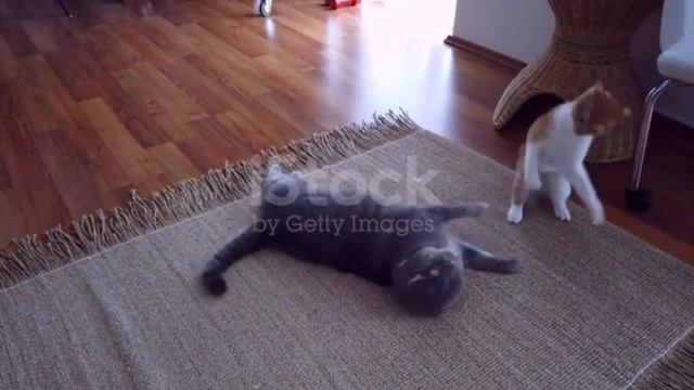 ANIMAL TEAM / Interesting and funny facts about cats.