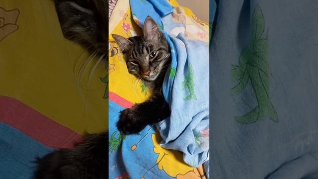 кот