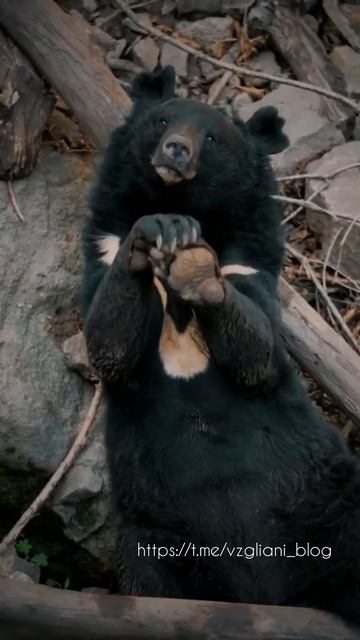 Приморский "Сафари-парк", пгт. Шкотово, Приморский край🐅🐻🦌https://t.me/vzgliani_blog #nature #tra