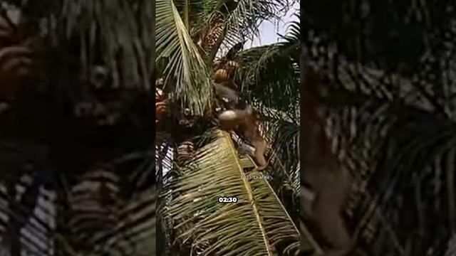 VID-20250204-WA0018