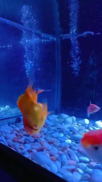 The uniqueness of the goldfish swimming is funny #shortvideo #goldfish