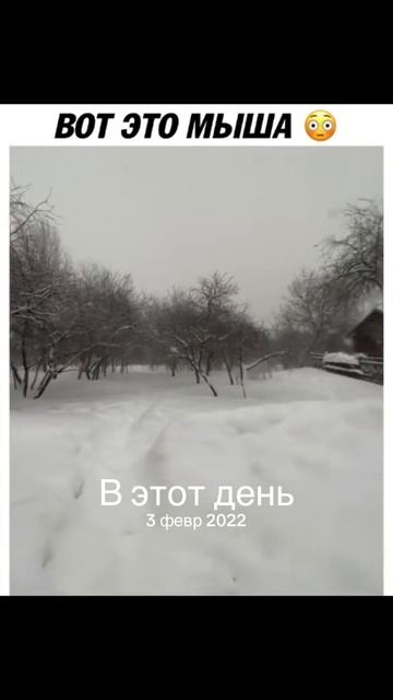 Мышь