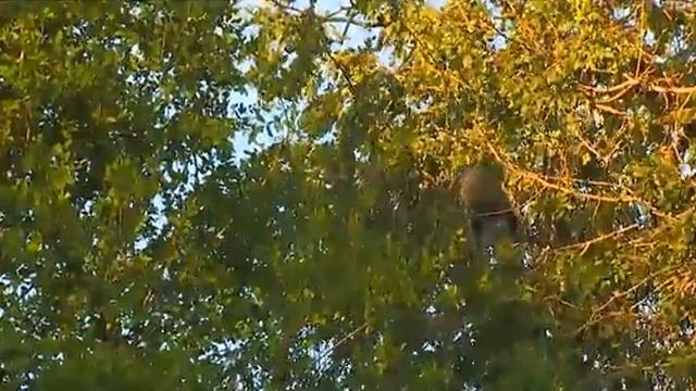 Apr 29 WildEarth Sunset SafariLIVE Vervet monkeys, Jupiter, Tingana