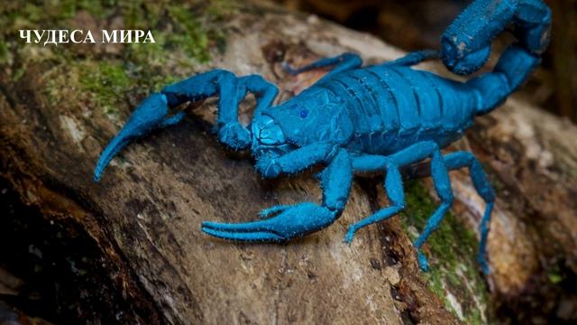 В ПАКИСТАНЕ СКОРПИОНОВ ИСПОЛЬЗУЕТ ВМЕСТО ТАБАКОВ. ОНИ СКОРПИОНОВ КУРЯТ. ЧУДЕСА МИРА.