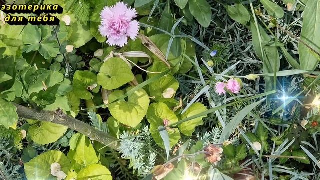 Никогда не говорите и не слушайте это, так крадут деньги и здоровье. Порча. Как вернуть зло врагу
