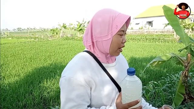 Begini Cara Efektif Mengendalikan WERENG dengan Agens Hayati!!!, Murah, Mudah & Ramah Lingkungan