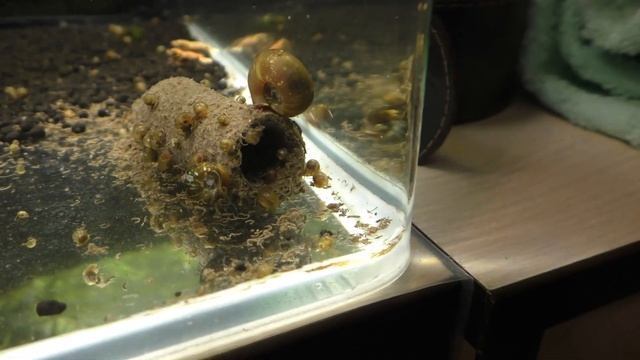 GlasGarten Crispy Caves  - представляют собой съедобные трубочки - еда и укрытие в одном флаконе.
