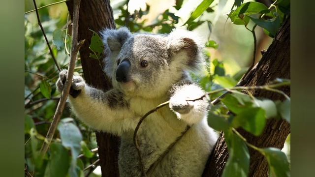 🌿  Tutto quello che c'è da sapere sui KOALA