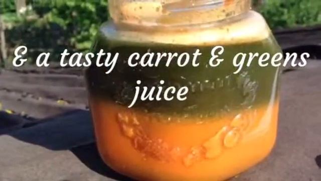 Spelt grass 'n' carrot juice using Z-star