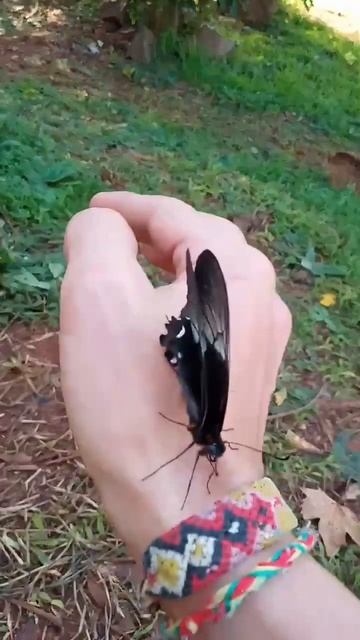 🦋Cometa negro - Heraclides anchisidaes 🦋 #shorts #naturaleza #butterfly #lepidoptero #mariposas