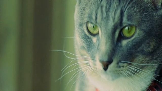Pentax K-x video test.