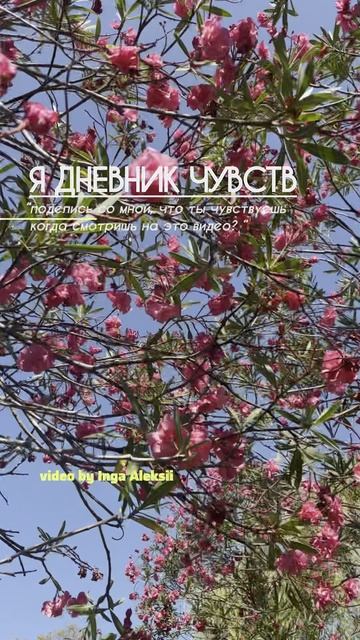 Дневник чувств ( diary of feelings )