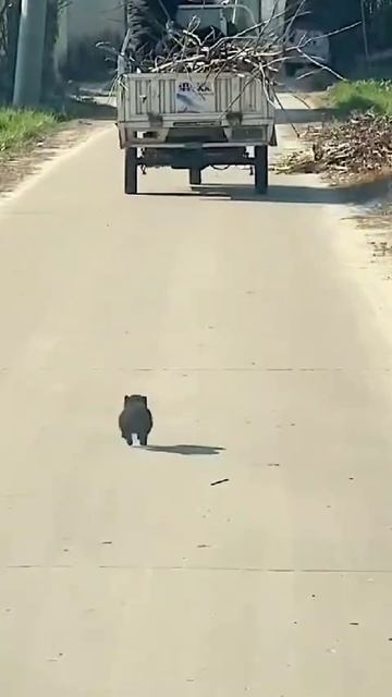 Маленький Песик.mp4