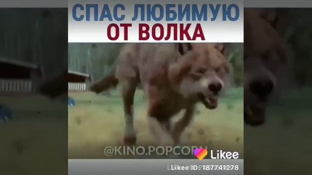 Момент спас любимую от волка фильм сумерки