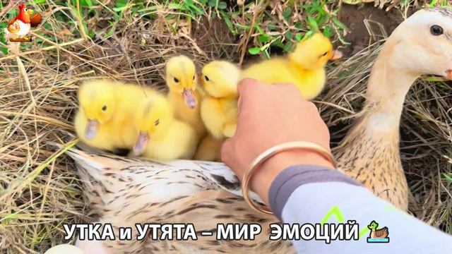 Утка и Утята – мир нежных эмоций 🦆🤗❣️часть (12)