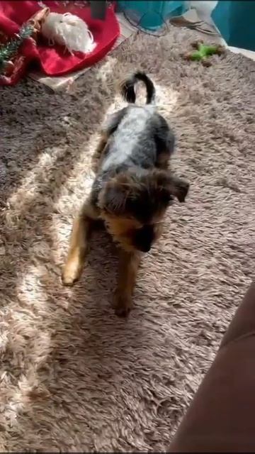 Тоби играет с мухой/Toby plays with a fly #animals #dogs #yorkshire