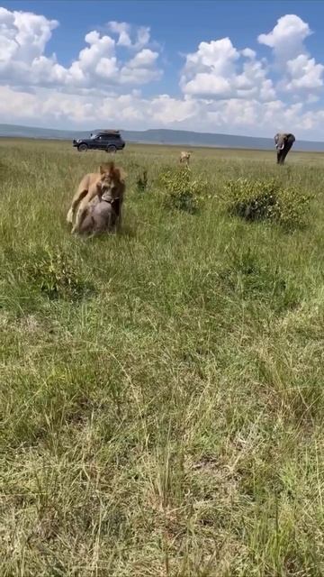 Лев забирает слоненка, пока слониха за этим наблюдает

Жестокое зрелище, но такова дикая природа