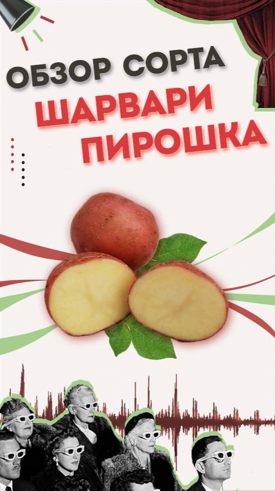 Обзор Сорт ШАРВАРИ ПИРОШКА - Семенной картофель АгроХарвест