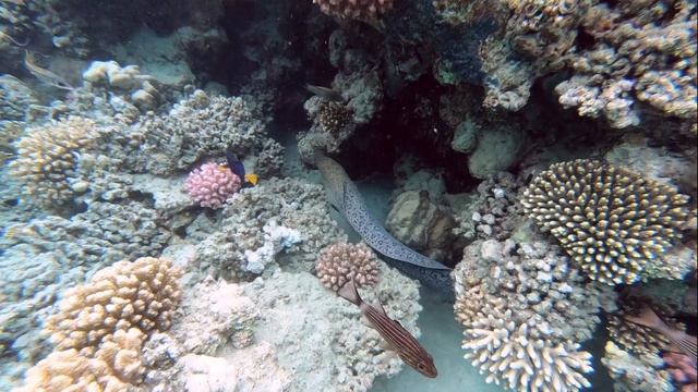 Abu Dabbab Beach Marsa Alam