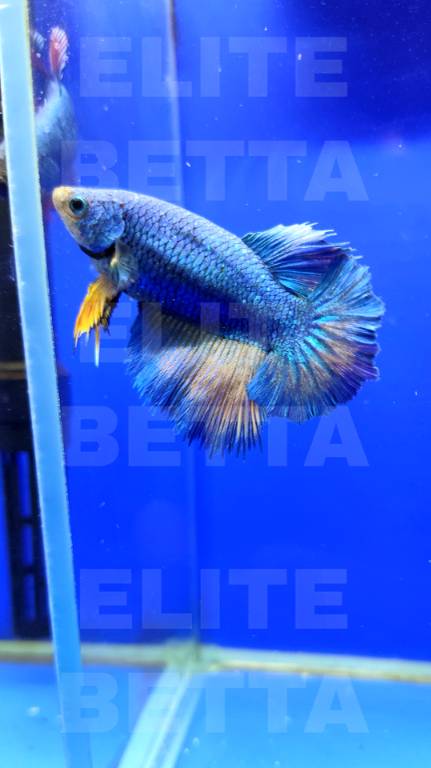Рыбка Петушок Горчичный Газ самка