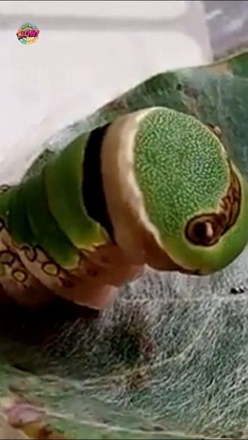 Oruga de mariposa Cometa 🐍