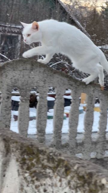 Котики не хотят спускаться и морозить лапки