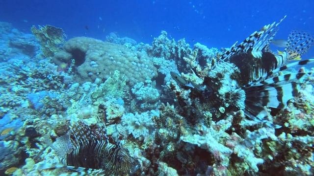 Three Corners Fayrouz, Marsa Alam 2024   4K