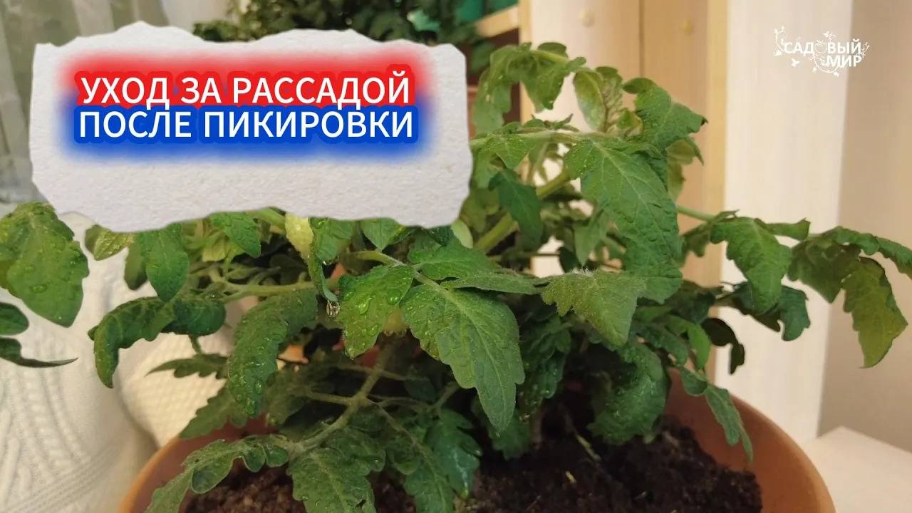 ПОСЛЕ ПИКИРОВКИ РАССАДЫ ТОМАТОВ  -  ВАЖНАЯ ПОДКОРМКА ДЛЯ РОСТА КОРНЕЙ!