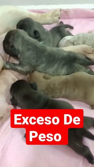 Cuánto peso deben ganar los cachorros recién nacidos