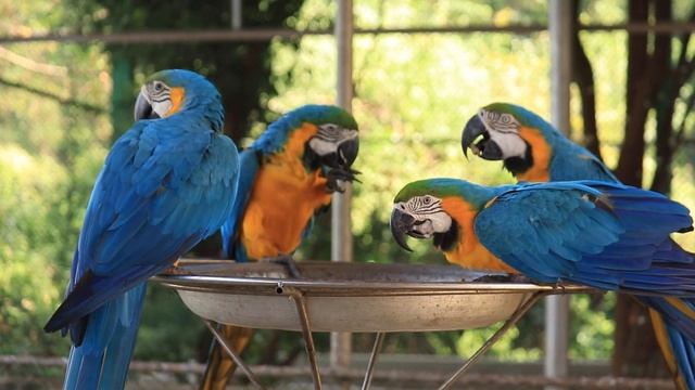 Safari park, Travel Video, Macaw Bird, Most Beautiful Macaws on Planet Earth
